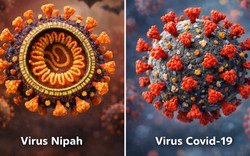 Virus Nipah và COVID-19 giống và khác nhau thế nào?