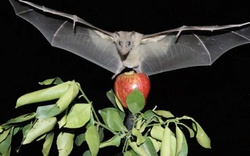 Virus Nipah có thật sự đáng sợ?