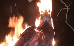 Xôn xao đoạn video phượng hoàng lửa đột ngột xuất hiện trong đêm tối, mạng xã hội chia rẽ thành 2 phe