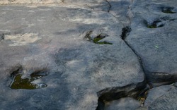 Bí ẩn khoa học đằng sau khả năng tồn tại hàng triệu năm của những dấu chân khủng long hóa thạch