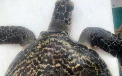 Con vật quý hiếm bất ngờ nằm trong lưới ngư dân Đà Nẵng