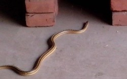 5 cây gọi rắn vào nhà