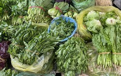 Loại rau tốt nhất thế giới, được chấm 100/100 điểm, chợ Việt bán từ 25.000 đồng/kg