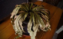 5 dấu hiệu nhận biết phong thủy nhà đang suy yếu, tiền trôi tuột như nước chảy qua kẽ tay