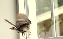 4 vật vào nhà là điềm báo phong thủy tốt lành, tiền tài khởi sắc: Chớ dại đuổi chúng đi