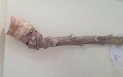 Nghe lời truyền miệng, người phụ nữ cắt loại cây "lạ" trong vườn ăn nào ngờ phải đi cấp cứu