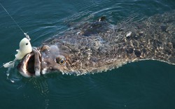 Cậu bé 13 tuổi oằn mình kéo "thủy quái" nặng hơn cả cơ thể giữa biển khơi, khoảnh khắc ai cũng nín thở