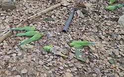 Phát hiện hơn 200 con chim chết bất thường trong khu rừng