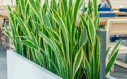 9 loại cây đuổi côn trùng tốt nhất cho năm mới 2026: Dễ trồng chưa từng thấy!