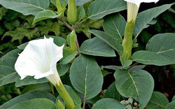 4 cây "xui tận mạng", đẹp đến mấy cũng CHỚ trồng trong nhà