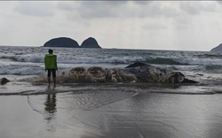 Vật thể lạ dài 11m dạt vào bãi biển nổi tiếng khiến nhiều người kinh hãi, cơ quan chức năng vào cuộc điều tra