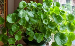 Không phải kim tiền, đây mới là 4 loại cây mà người giàu thích mê: Càng trồng càng may mắn, đẹp sang hơn cả hoa