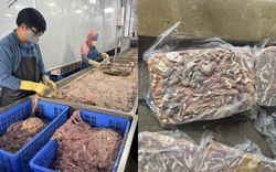 Cận cảnh hơn 60 tấn lòng lợn bốc mùi nằm trong kho lạnh nhiều tháng ở Hà Nội, chuẩn bị tuồn ra thị trường dịp cận Tết