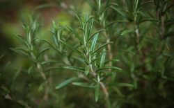 Chuyên gia Mỹ tiết lộ 6 loại thực phẩm chống lão hóa, giúp bạn trông trẻ hơn 2 tuổi, giảm 2kg trong 8 tuần!