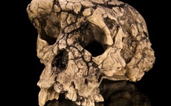 Hài cốt bí ẩn này có thể là tổ tiên sớm nhất của loài người