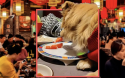 Khoe chó ăn chung đĩa trong quán lẩu, nữ thực khách đối mặt nguy cơ bị kiện, nhà hàng đóng cửa 3 ngày để khử trùng, thay mới toàn bộ bát đũa