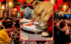 Cho chó ăn trực tiếp trên đĩa của nhà hàng, người chủ bị kiện