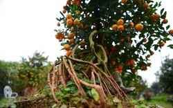 Ngắm vườn quất mộc căn thế 'độc' tại làng ven sông Hà Nội