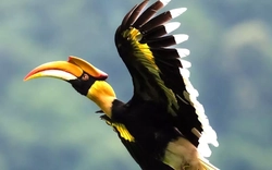 Chim Hồng Hoàng hiếm gặp liên tục bay vào nhà dân ở TPHCM