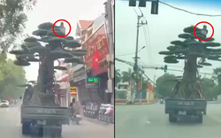Lái xe chở người ngồi vắt vẻo trên ngọn cây cảnh bị phạt 39 triệu đồng
