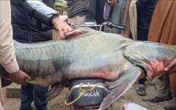 Bắt được con cá nặng 102kg, ngư dân liền bán với giá 58 triệu đồng