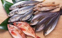 Top 4 loại cá "ngậm" nhiều thủy ngân bậc nhất