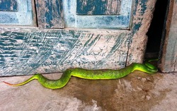 5 con đường dẫn rắn vào nhà