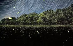 Chúng ta có thể là thế hệ cuối cùng được nhìn thấy đom đóm