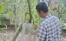 Giá mít Thái tăng cao nhưng vì sao nhà vườn miền Tây không vui?