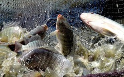 Top 6 loại cá ít thủy ngân bậc nhất