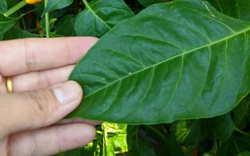 Đừng chỉ ăn quả, lá loại cây này quý như "nhân sâm người nghèo", nhiều người không biết mà ăn
