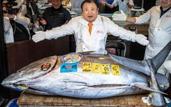 Người đàn ông xuống tiền mua con cá nặng 242kg giá 85 tỷ đồng