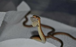 4 vị trí trong nhà dễ "dẫn lối" cho rắn bò vào