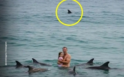 Bức ảnh sốc trên biển: Đàn cá heo vây quanh 2 cha con, khung cảnh thót tim nhưng sự thật là...