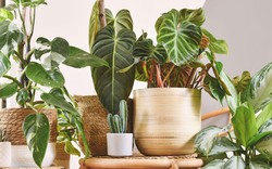 5 loại cây giúp nhà cửa mùa đông lúc nào cũng khô thoáng: Số 2 người Việt rất ưa chuộng