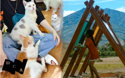 Vì sao vẫn có người chọn lo chuyện cộng đồng trong lúc ai cũng quá tải?