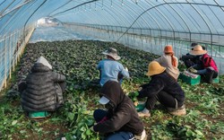 Hàn Quốc mở đợt cao điểm toàn quốc trấn áp nạn bóc lột lao động di cư