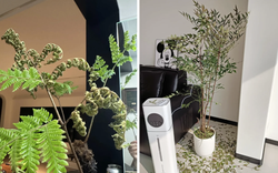 Người khôn không bao giờ giữ cây này trong nhà, người dại vẫn luyến tiếc không buông