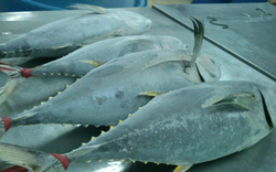 Một sản vật dưới nước của Việt Nam được Canada liên tục săn lùng: Thu về hơn 38 triệu USD, Thái Lan đang là là đối thủ lớn nhất