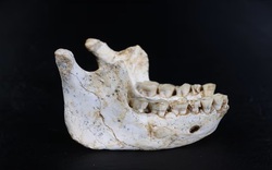 Tổ tiên loài người hiện đại vừa xuất hiện ở Casablanca?