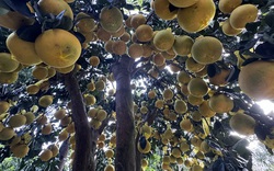 Hai chậu bưởi Diễn khổng lồ gần 800 quả khiến ai đi qua cũng phải ngoái nhìn