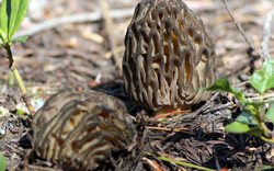 Loại cây dại mọc um tùm ở Việt Nam, "trời Tây" bán giá 13 triệu đồng/kg vẫn có người rút hầu bao