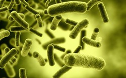 Độc tố Cereulide là gì và nguy hiểm ra sao?