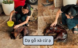 “Dạ gỗ xà cừ ạ” là gì?