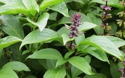 Tin vui cho những người đang trồng húng quế