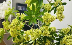 Lời khuyên cho những gia đình cắm hoa sữa trong nhà
