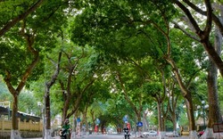 Từ nay đến 23/10, toàn bộ người dân Hà Nội sẽ được miễn phí 100% dịch vụ này