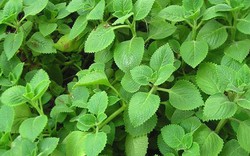 Lý do gia đình nào cũng nên trồng cây húng chanh