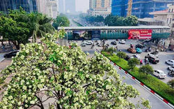 Hà Nội tính thay thế dần những nơi trồng hoa sữa quá dày