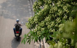 Vì sao mùi hoa sữa gây đau đầu, buồn nôn? Những người nào cần tránh loại hoa này càng nhiều càng tốt?